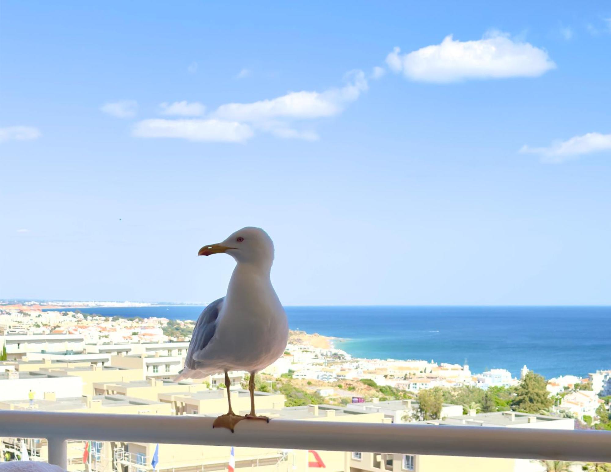 Apartment Les 3 Dauphins In アルブフェイラ エクステリア 写真